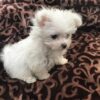 Lola