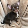 Darci