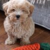 Teddy