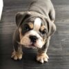 Teddy