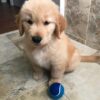 Tucker
