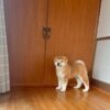 Kichi