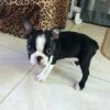 Lola